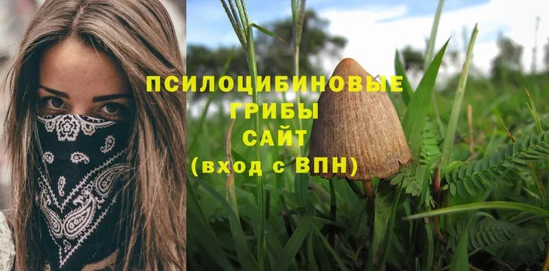 Псилоцибиновые грибы Psilocybine cubensis  закладки  Мурманск 